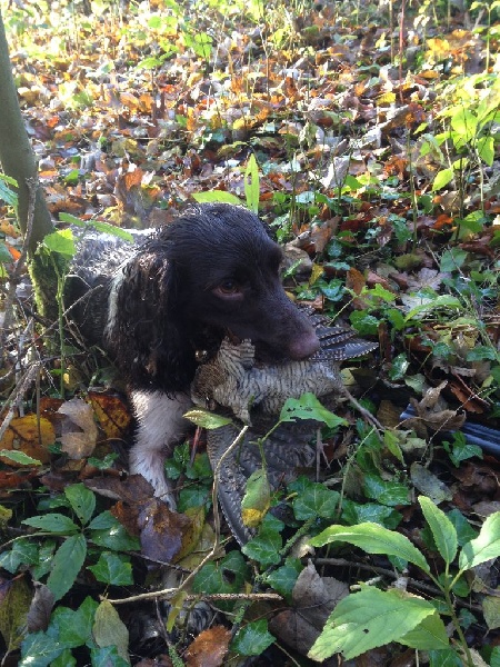 Eden en action de chasse